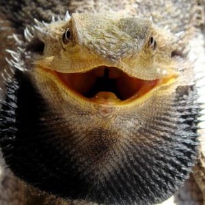 Meet your Posher, Sal